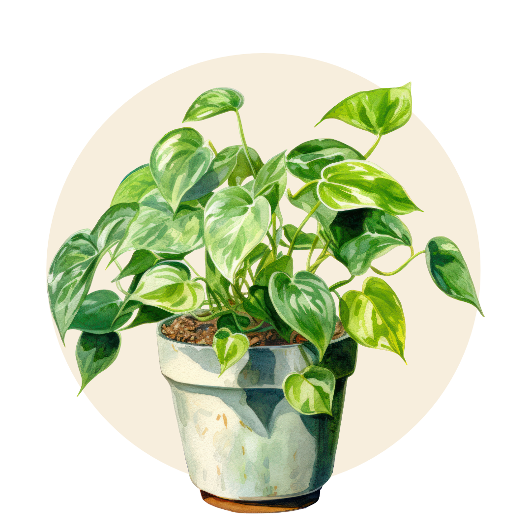 Philodendron