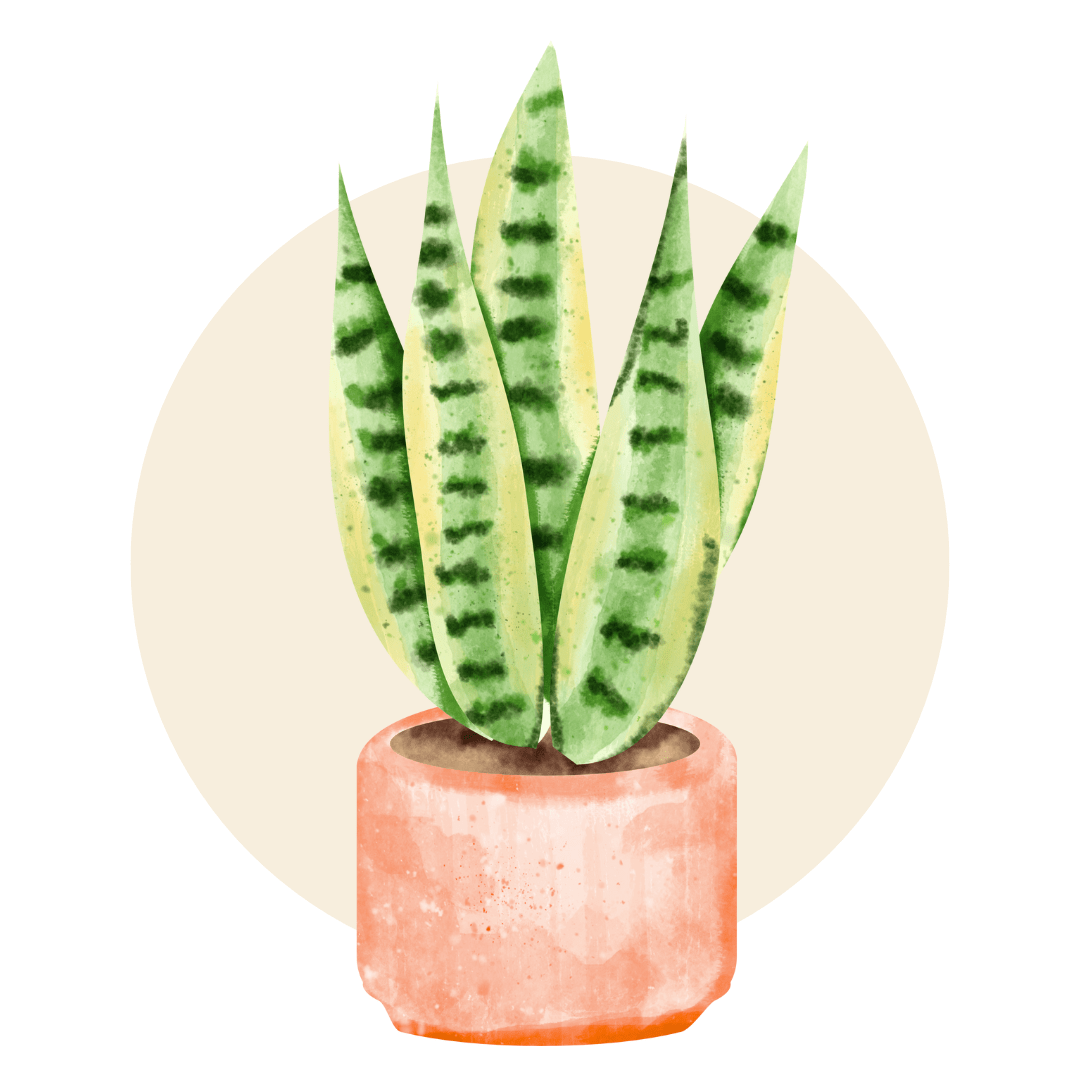 Snake Plants - Plant Store