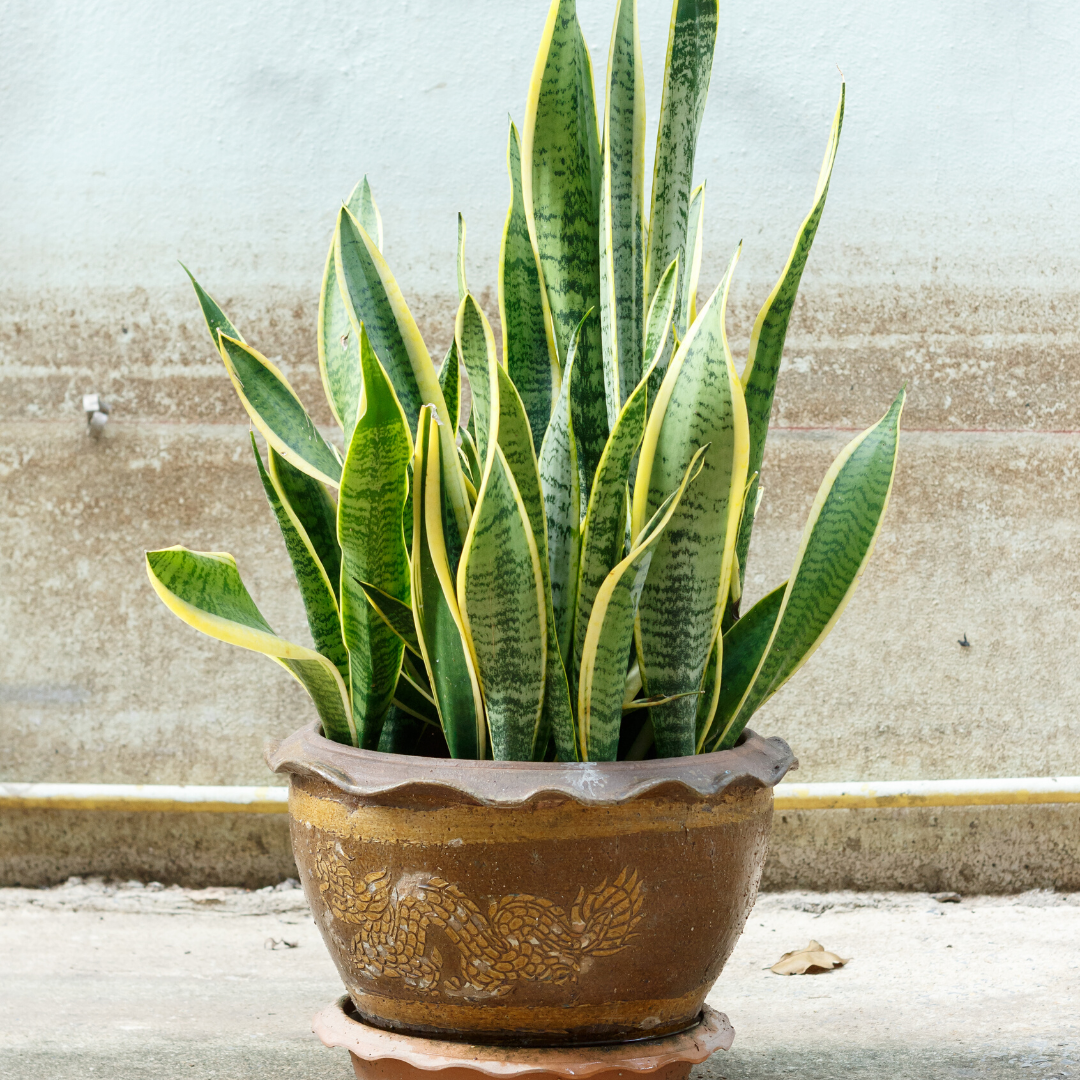 Snake Plants