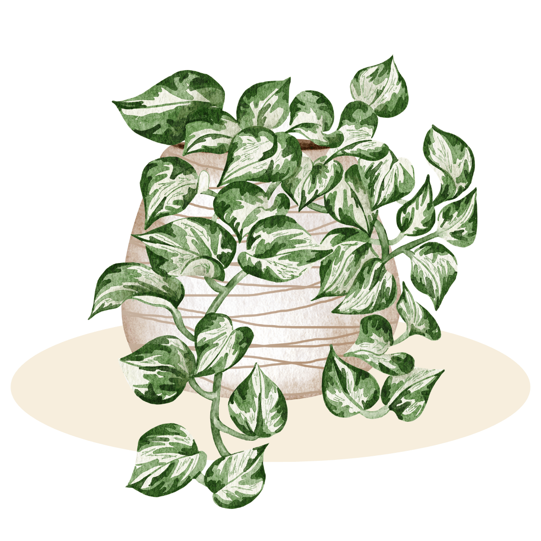 Small Plants - Plant Store