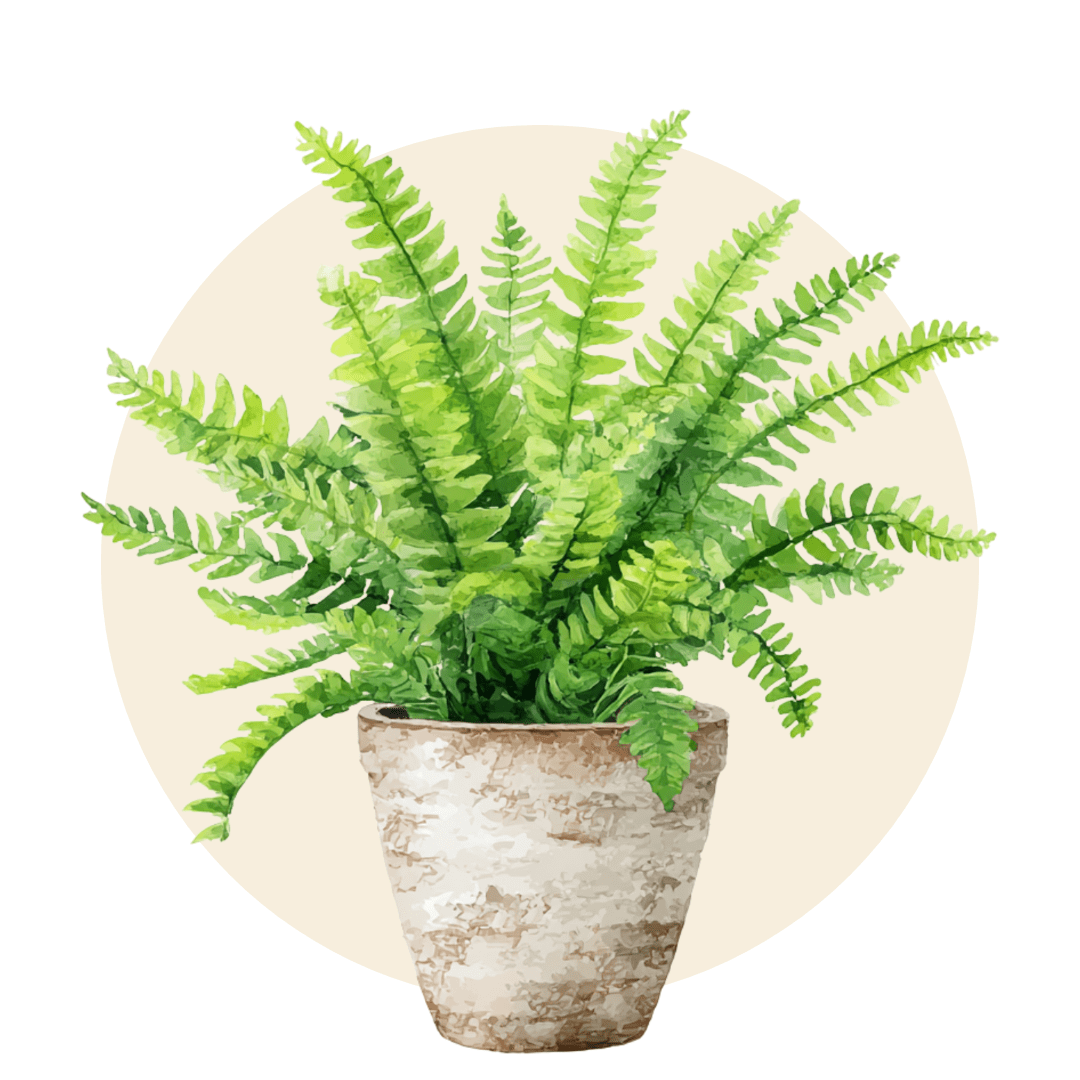 Infoor Ferns - Plant Store