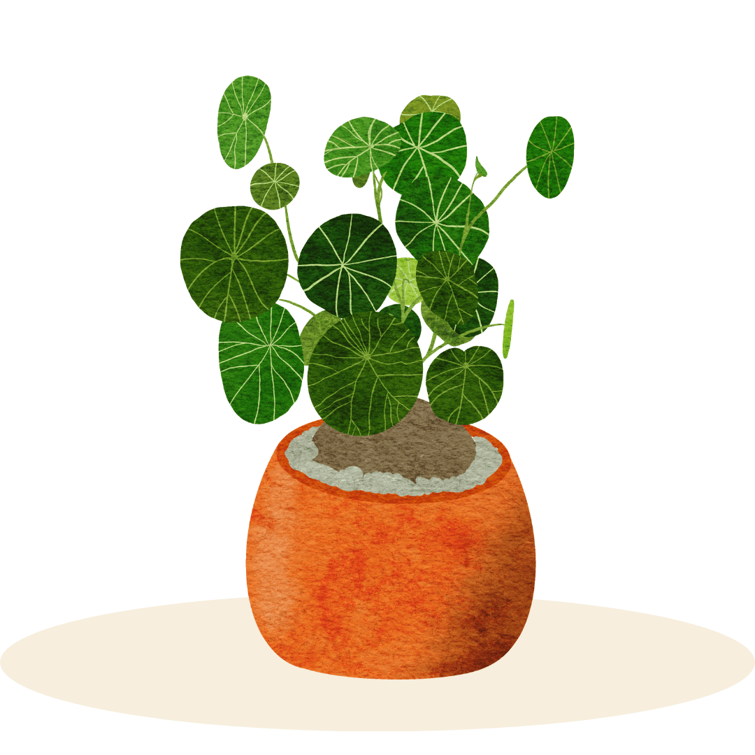 Mother's Day Gift Plants - Plant Store