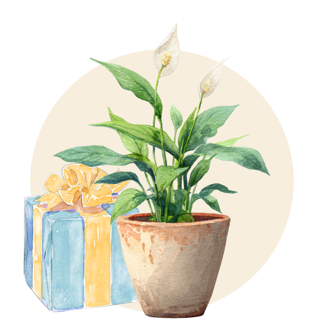 Christmas Gift Plants