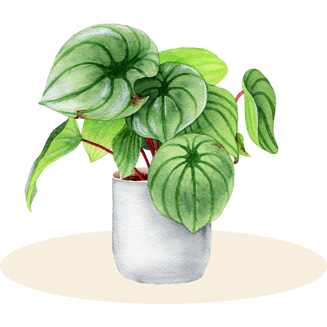 The Plant Essentials