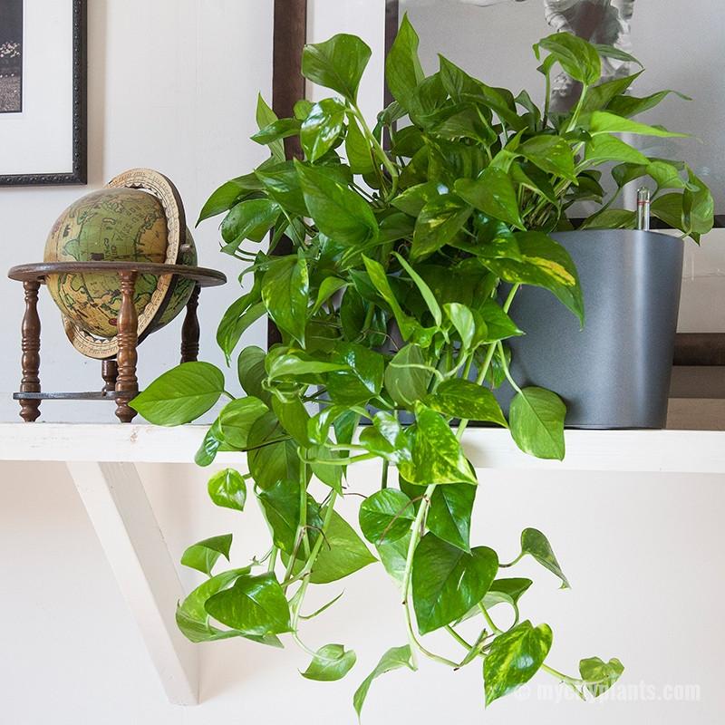 Philodendron