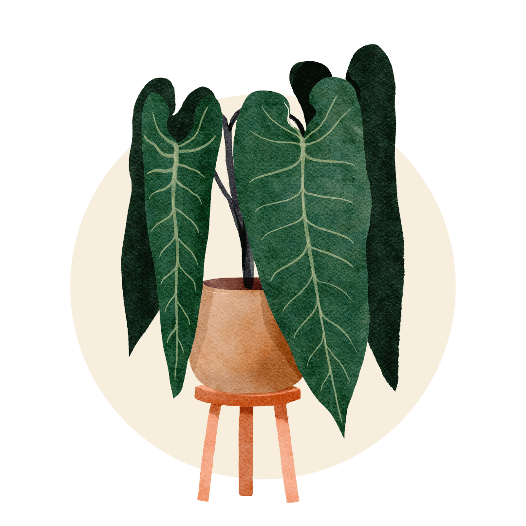 Large Indoor Plants - Plant Store