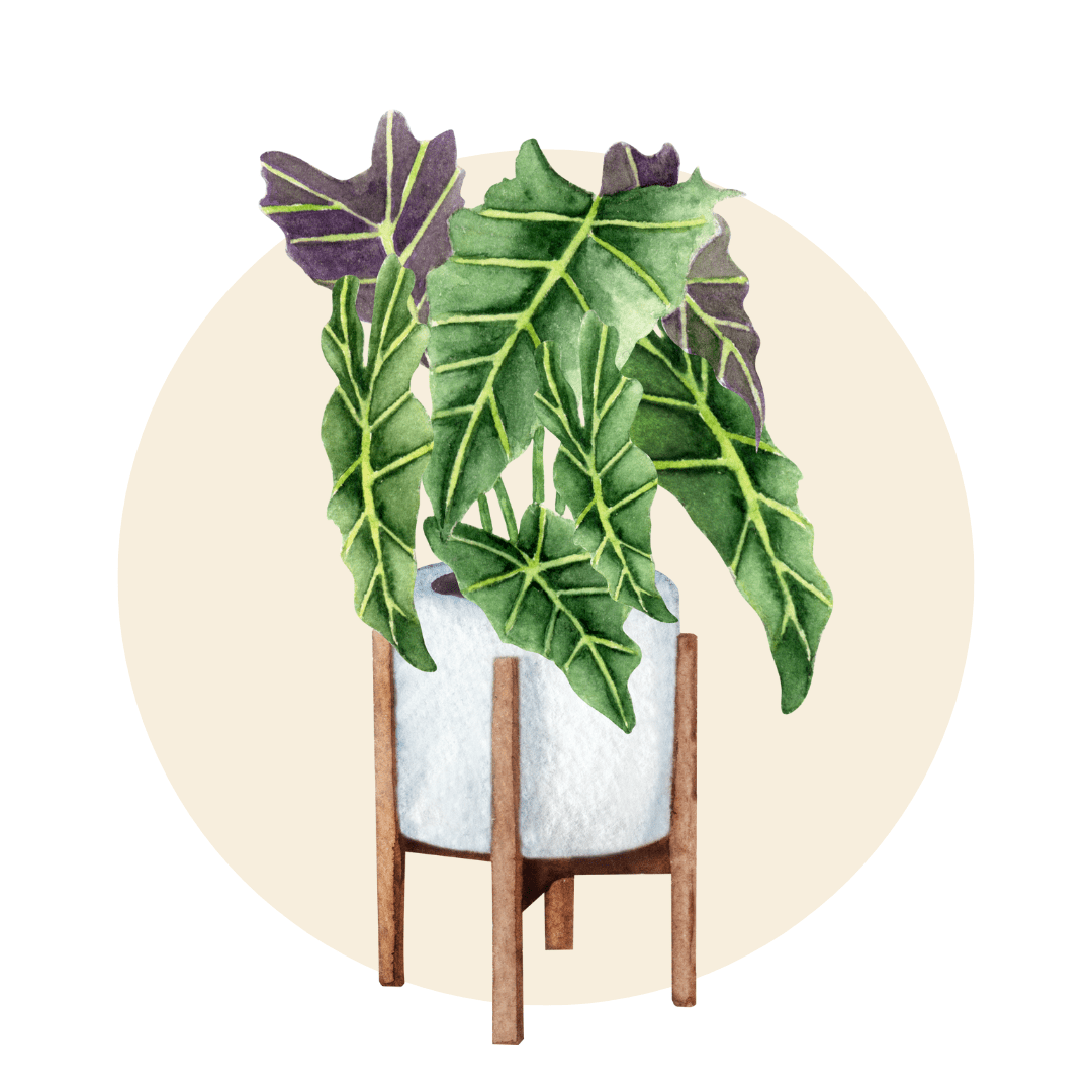 Medium Indoor Plants - Plant Store