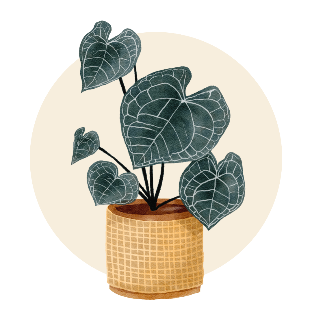Monstera Plants - Plant Store