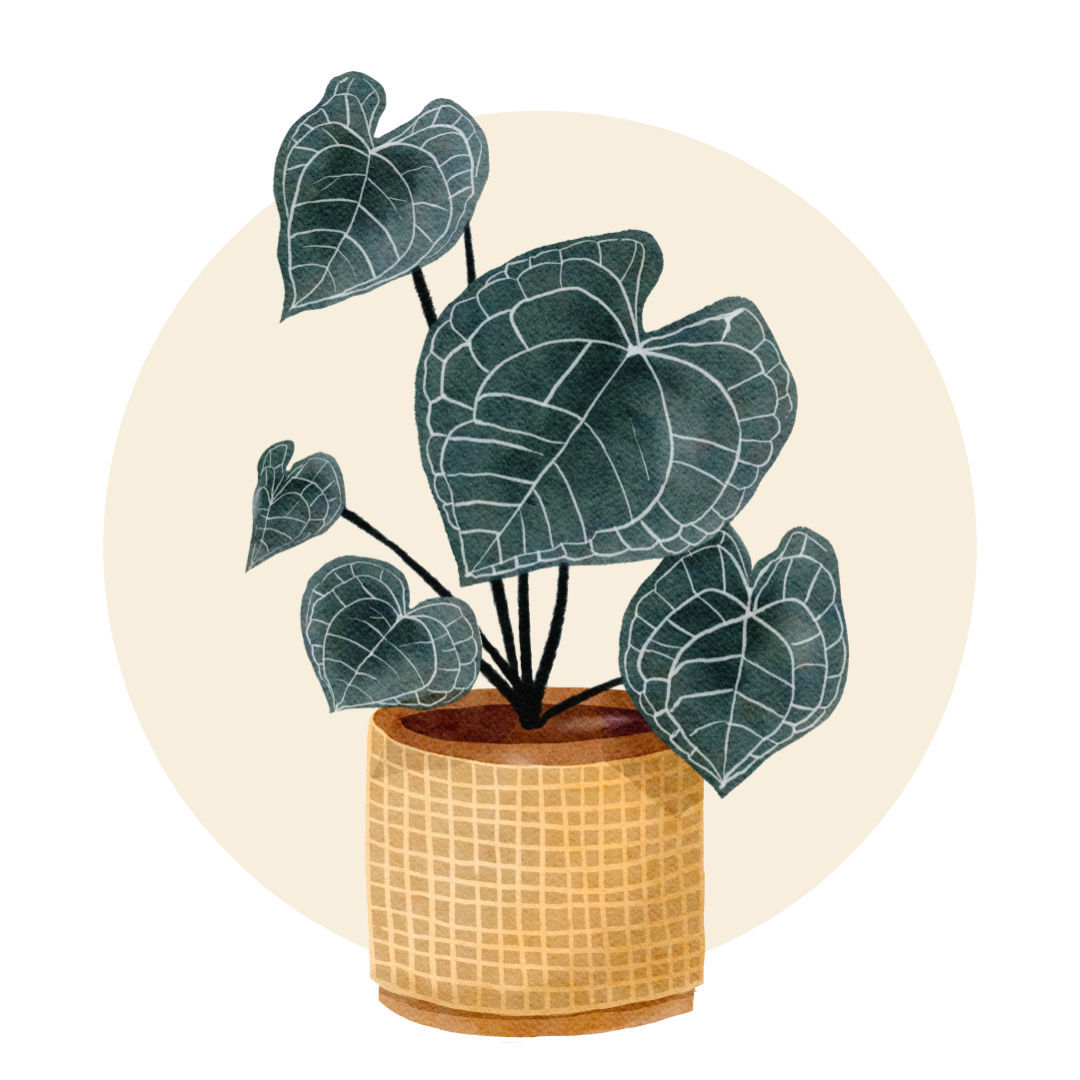 Monstera Plants