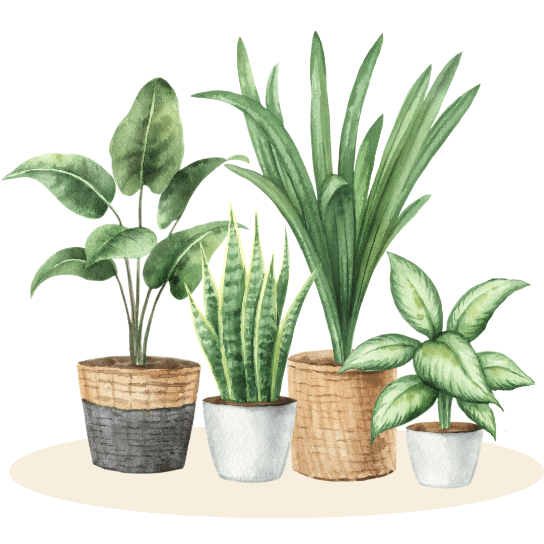 New In - Plant Store