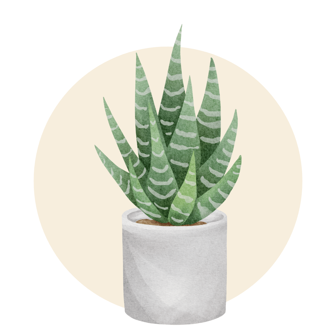 Cacti and Succulents - Plant Store