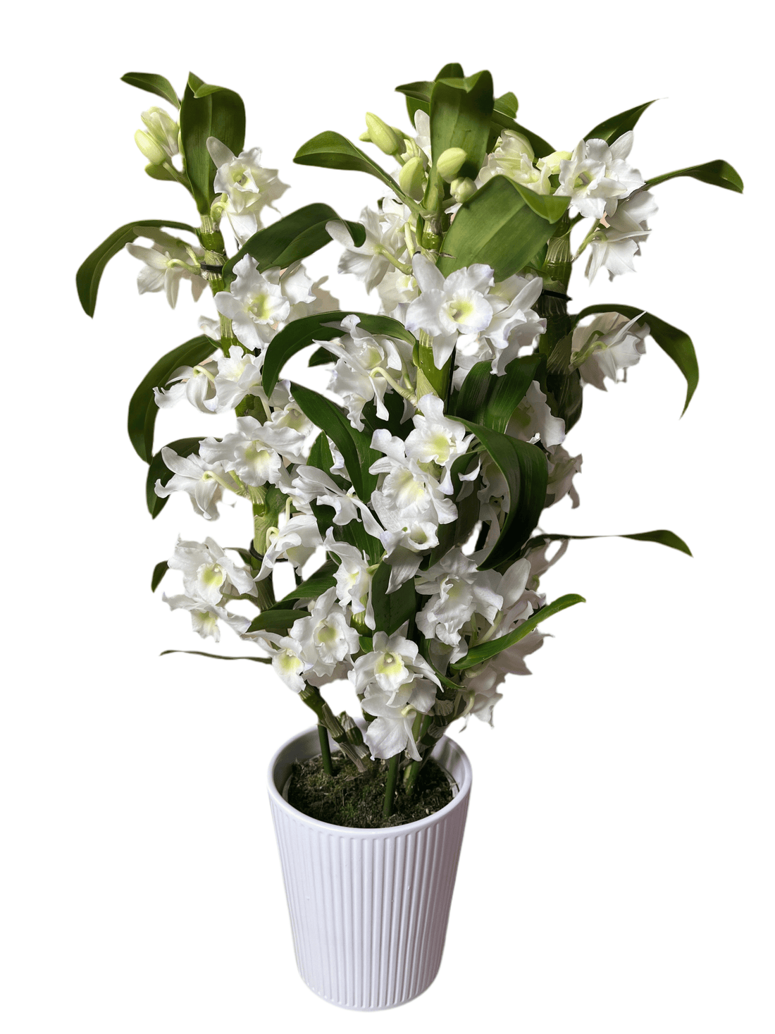Elegant Dendrobium Orchid with Pot - Plant Store