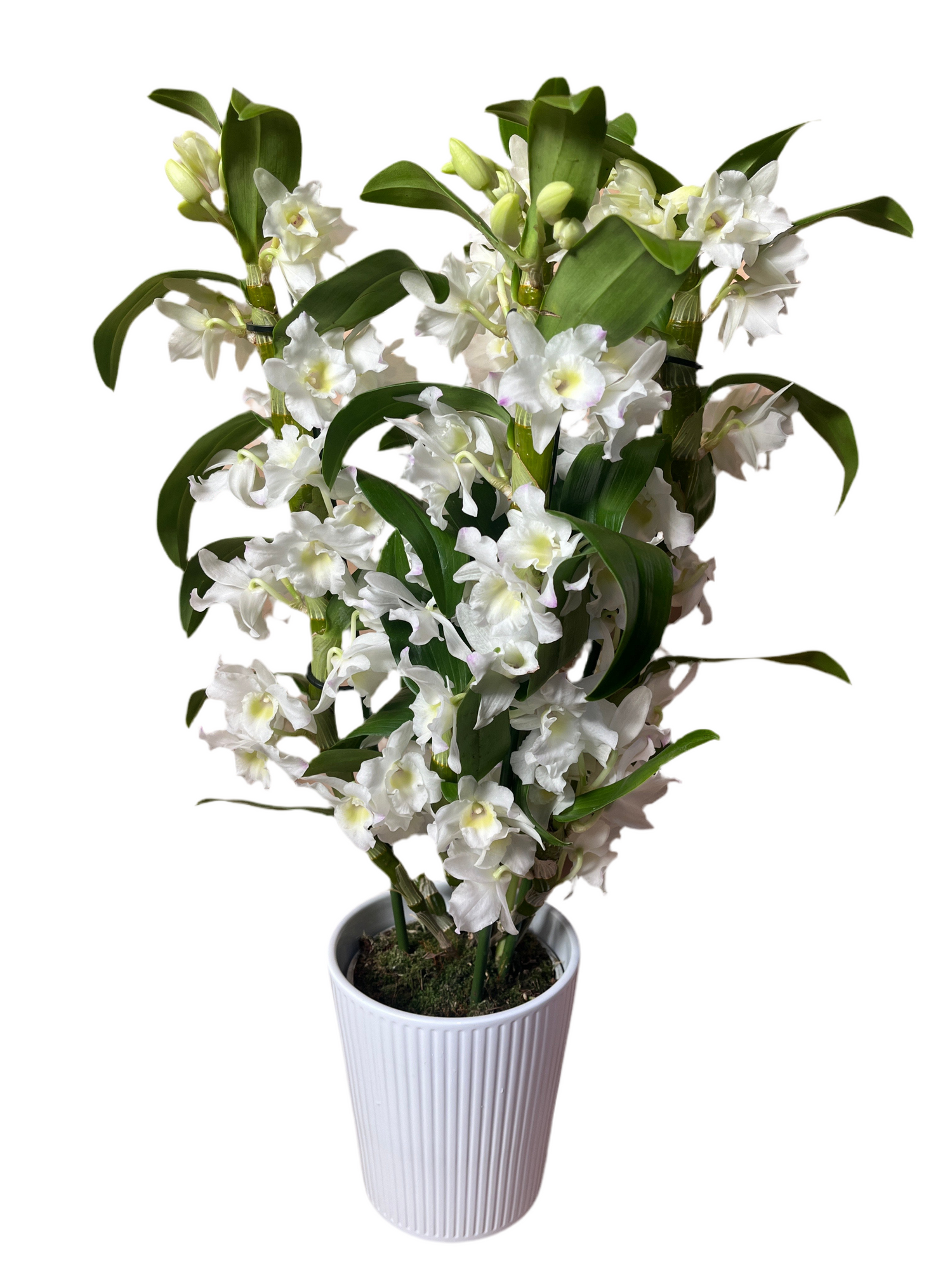Elegant Dendrobium Orchid with Pot