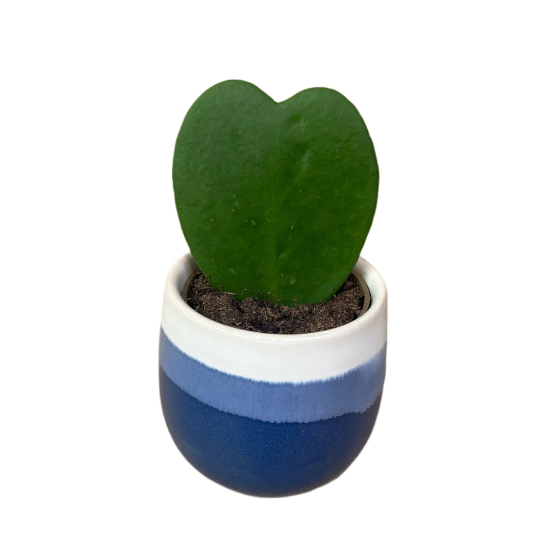 Loveheart Succulent - Hoya Kerrii