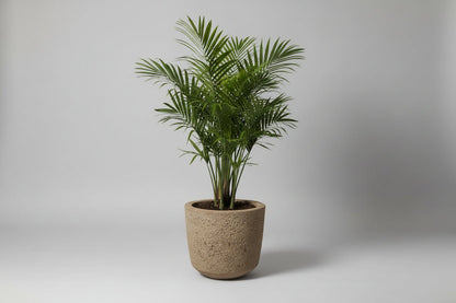 Concrete Plant Pot - Plant Store