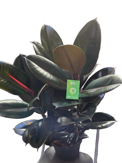 Ficus elastica - The Rubber Plant 100cm - Plant Store