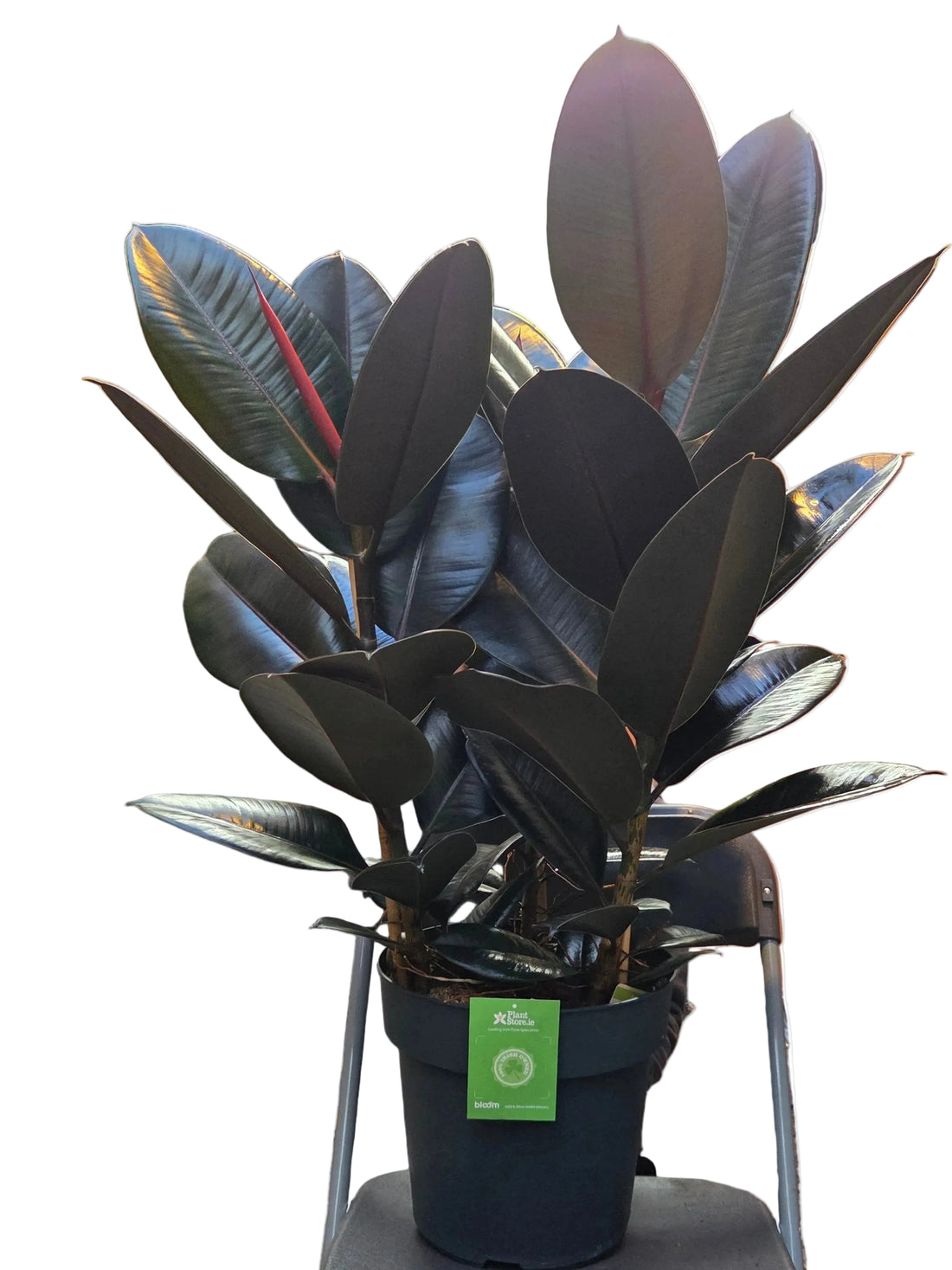 Ficus elastica - The Rubber Plant 100cm - Plant Store