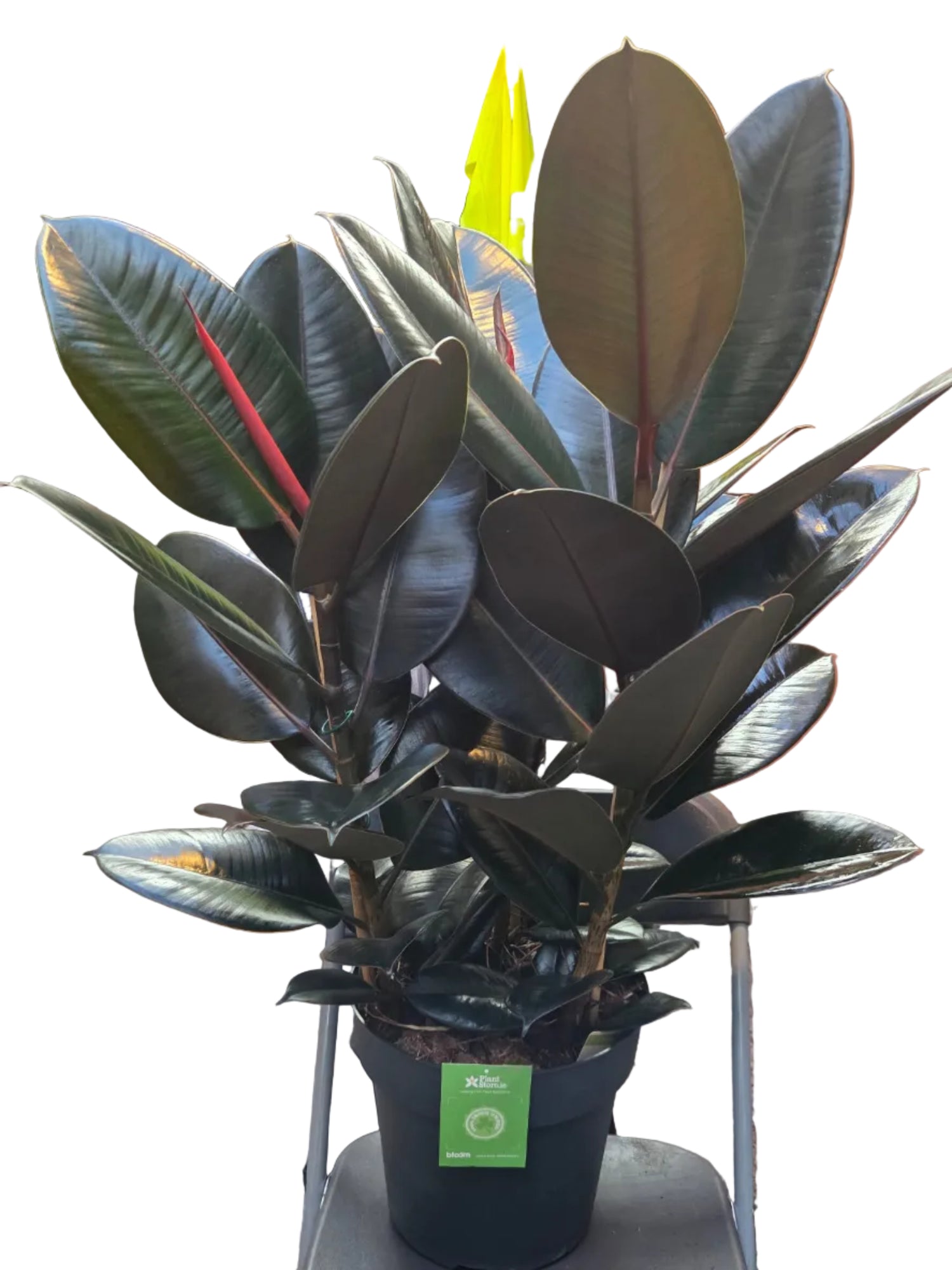 Ficus elastica plant in a pot on a concrete surface