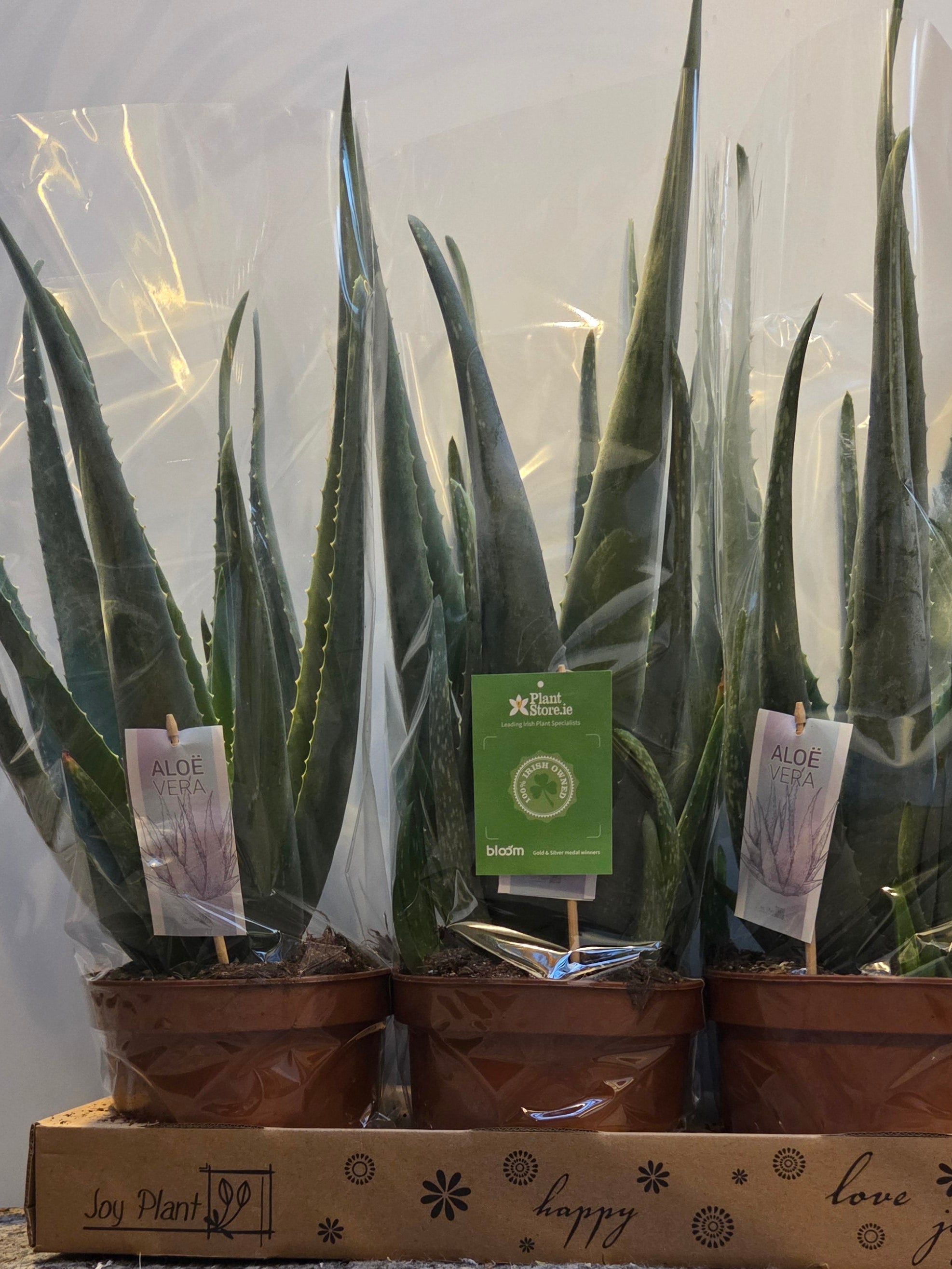 Aloe Vera - large plant - 60cm height - with ceramic pot