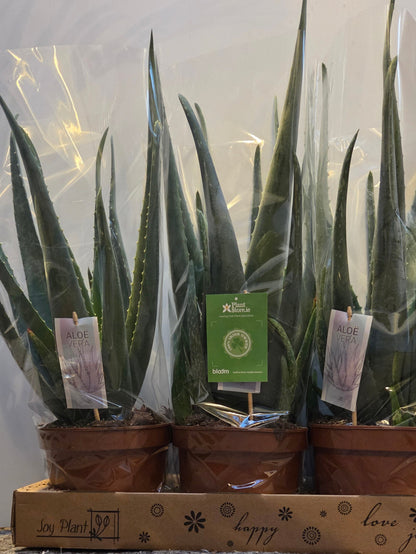 Aloe Vera - large plant - 60cm height - with ceramic pot