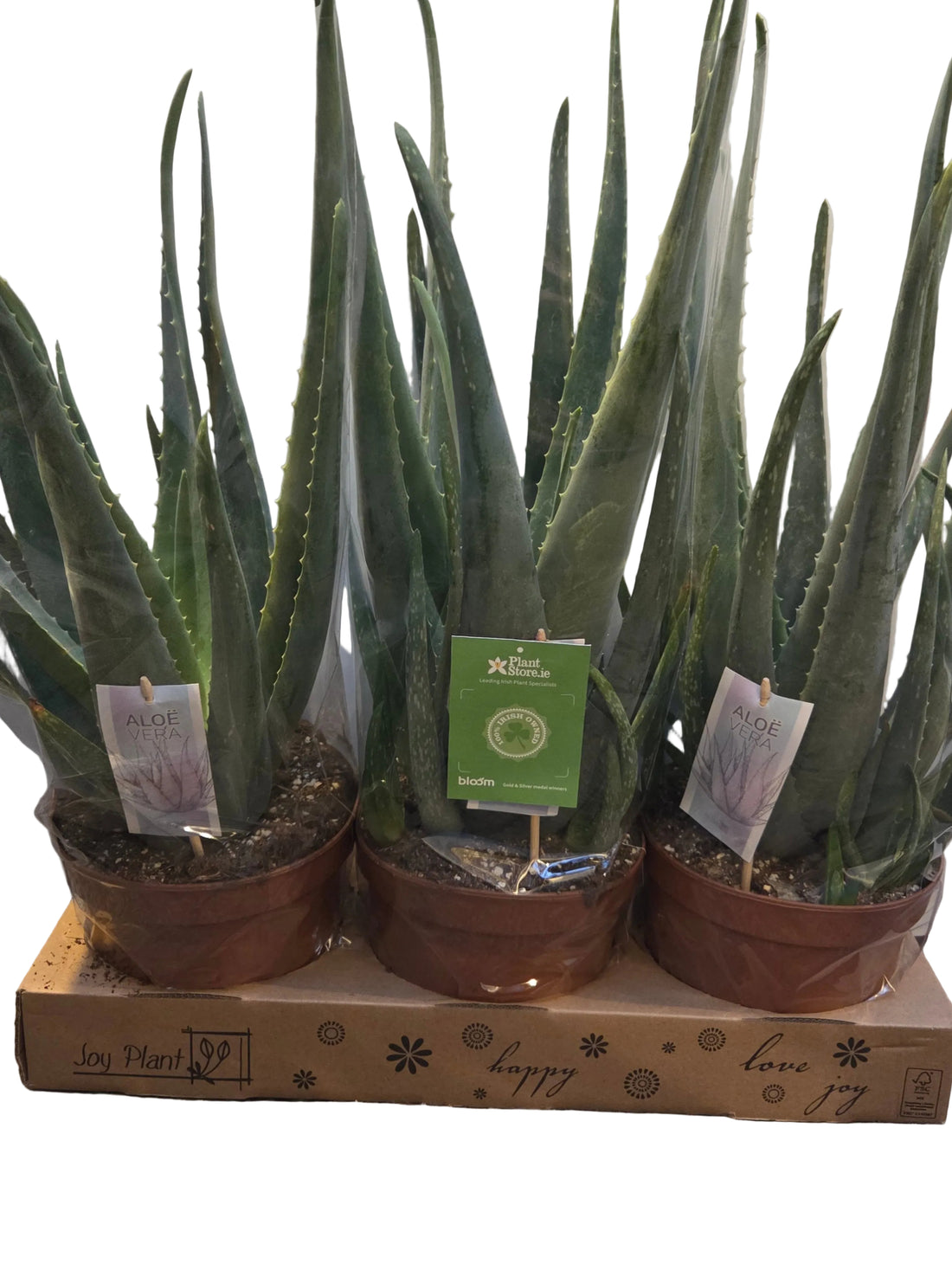 Aloe Vera - large plant - 60cm height - with ceramic pot