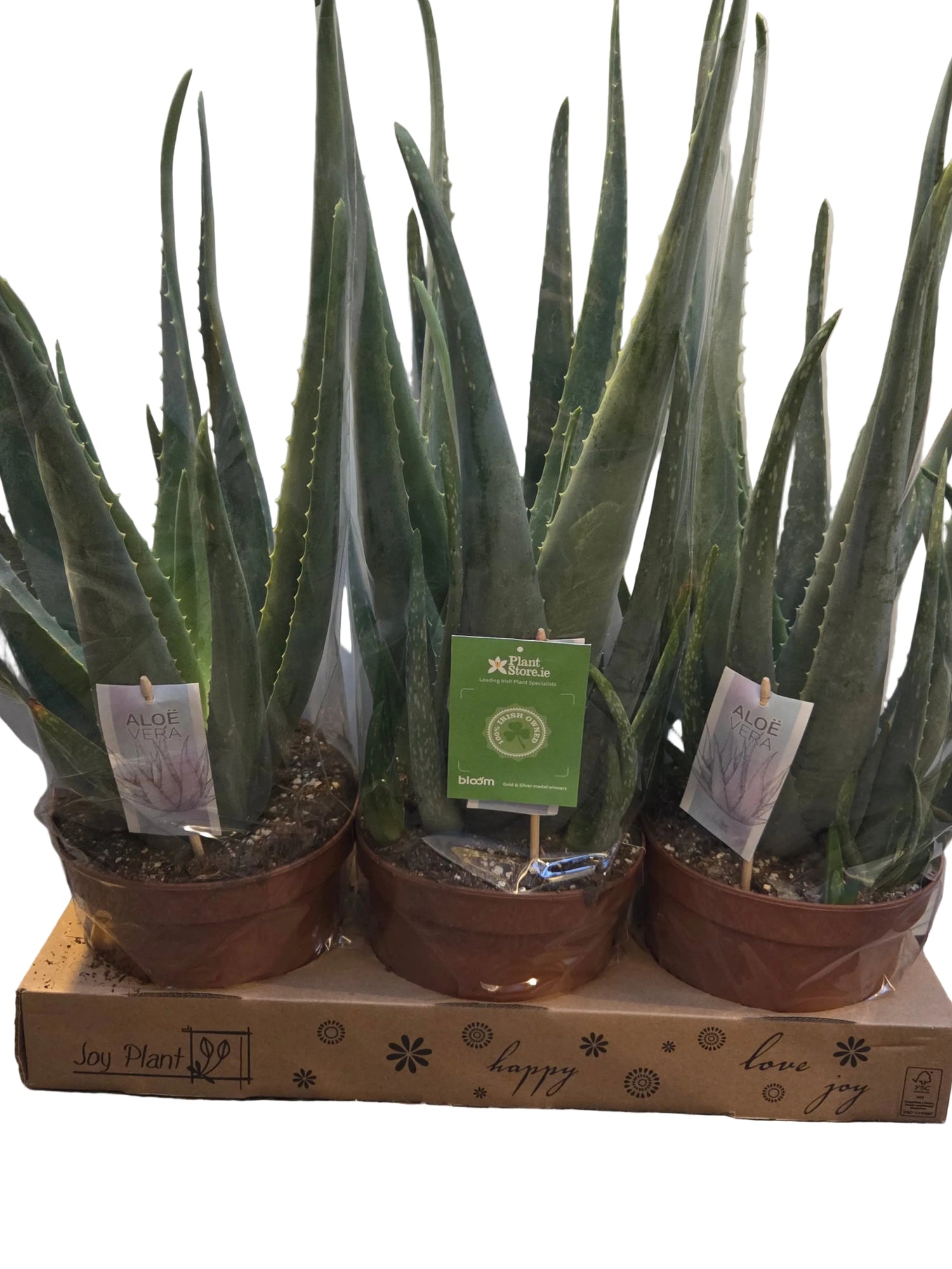 Aloe Vera - large plant - 60cm height - with ceramic pot