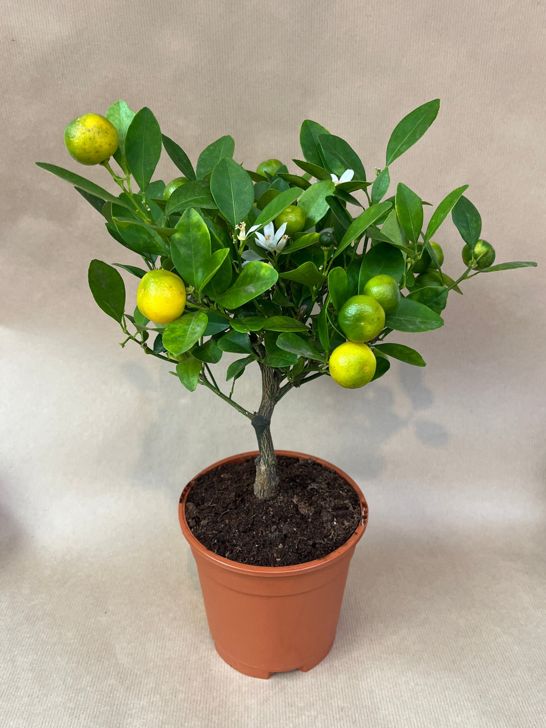 Mini Orange Tree  - Calamondin