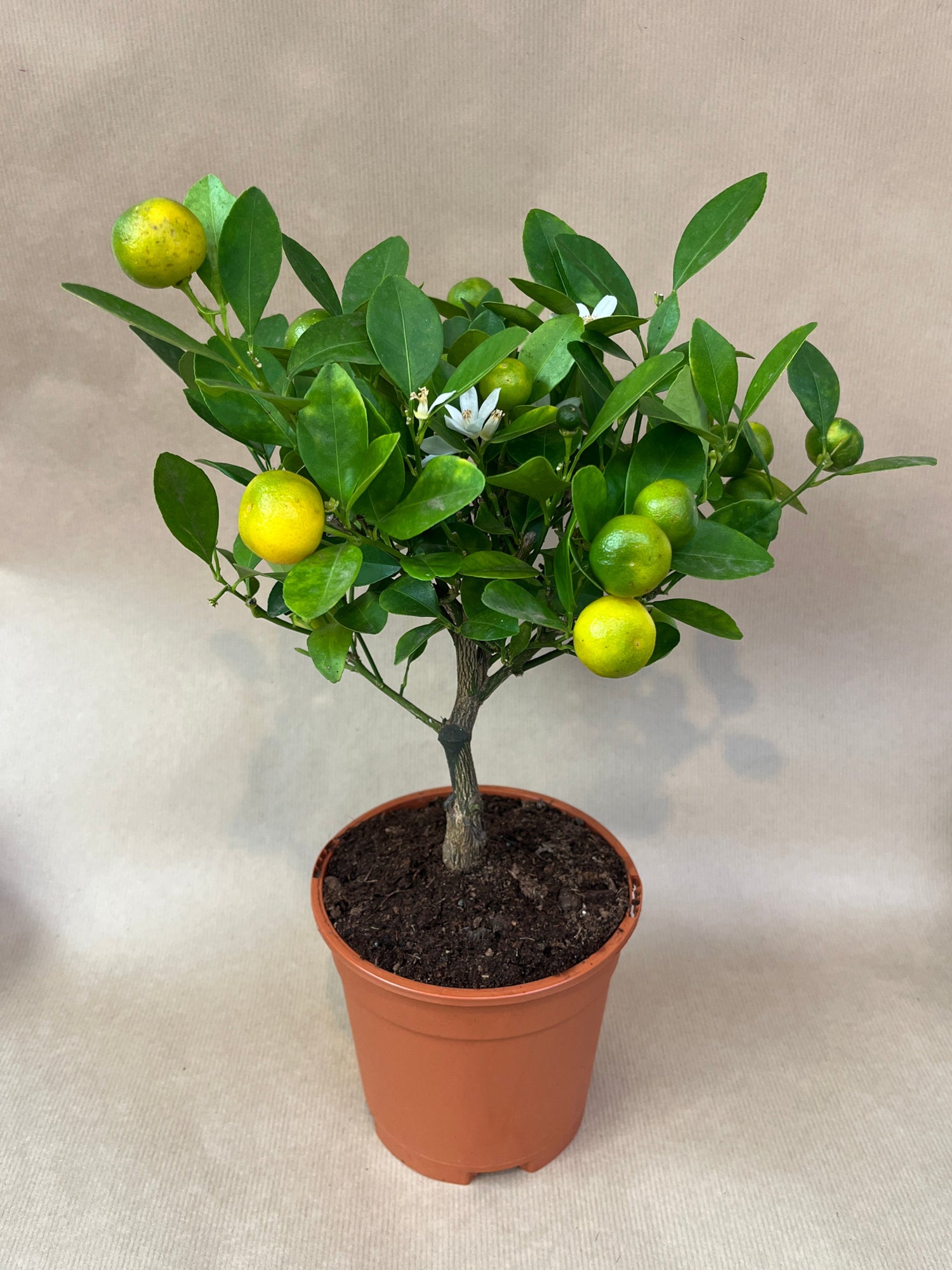 Mini Orange Tree  - Calamondin