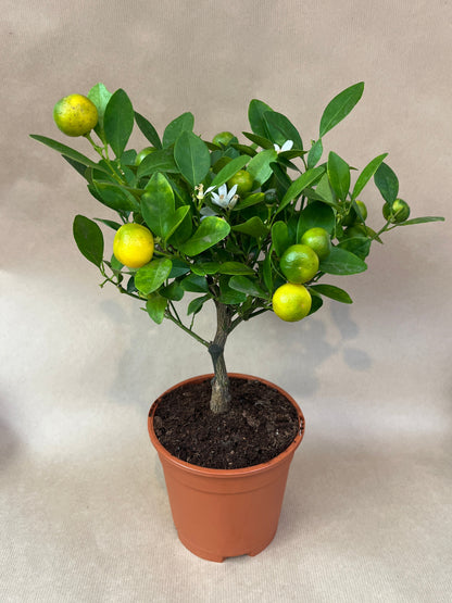 Mini Orange Tree  - Calamondin