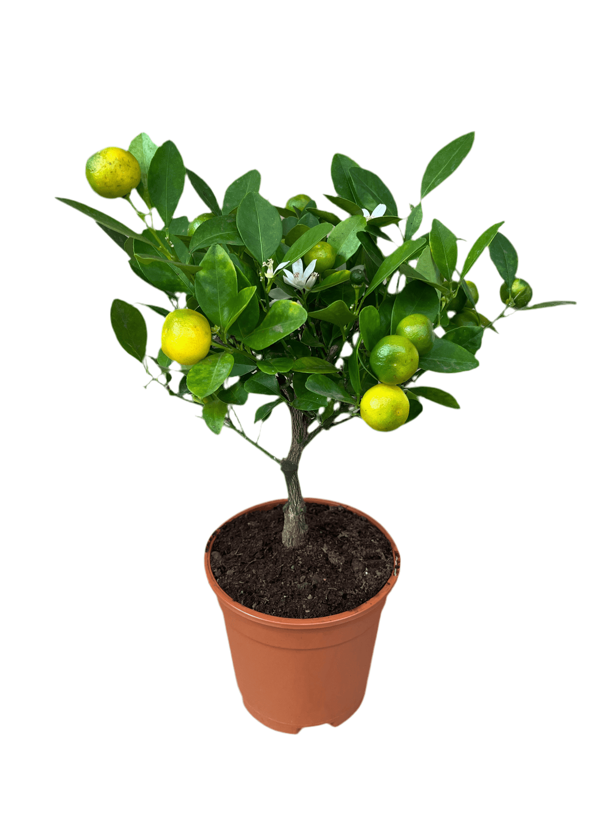 Mini Rangon Tree Mini Orange Tree - Calamondin