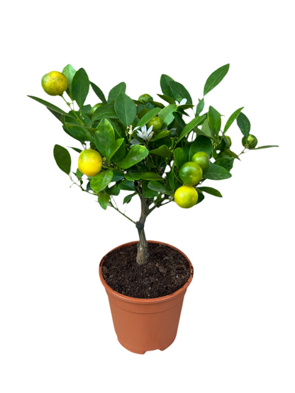 Mini Orange Tree  - Calamondin