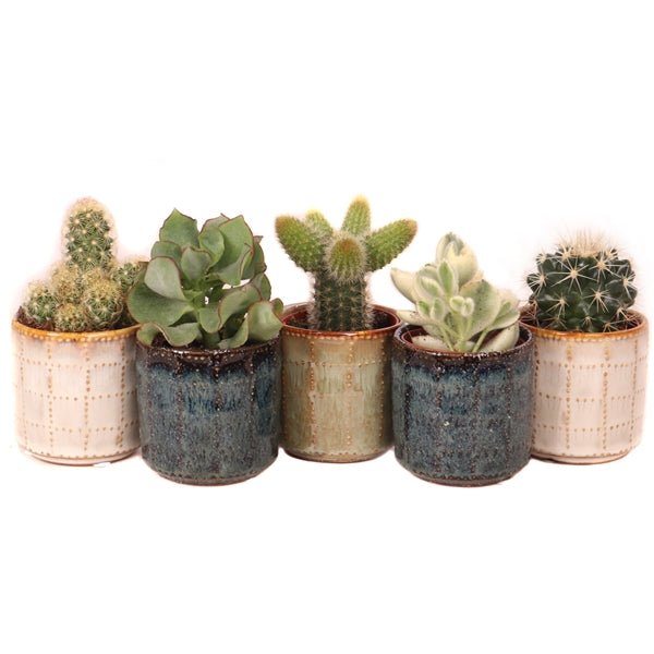 6 Cacti in Clay Pots - Plant Store