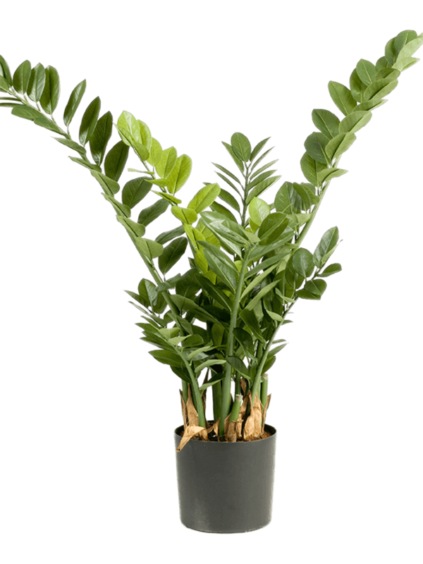 Artificial ZZ Plant - 90cm