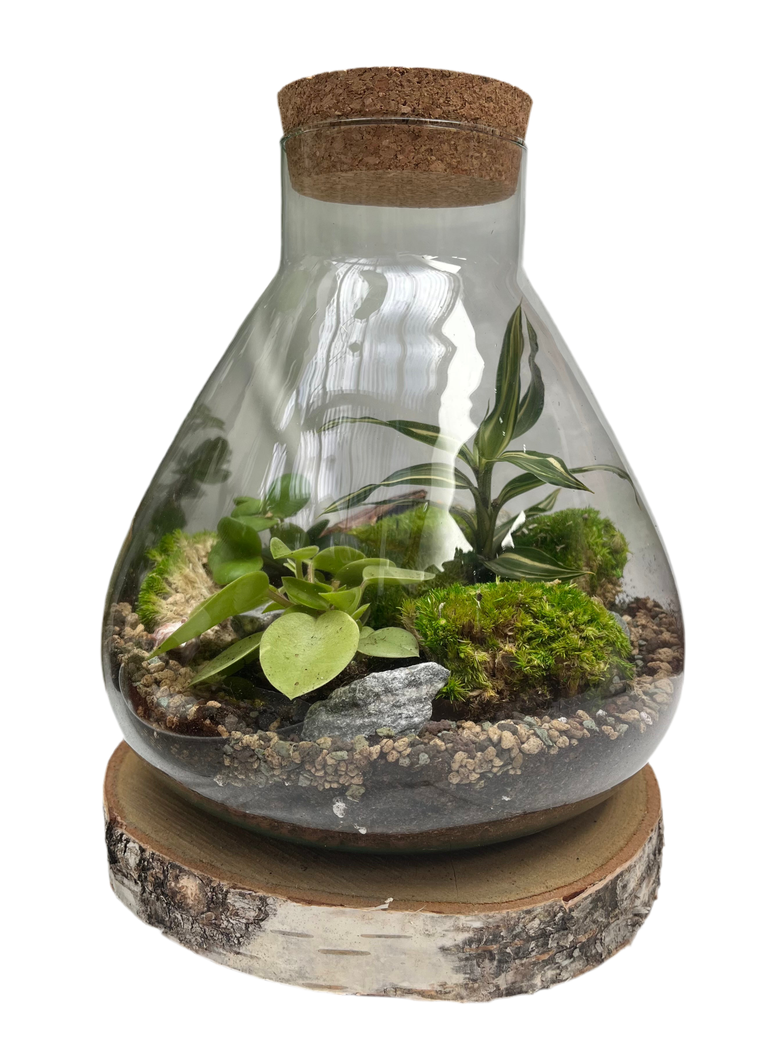 DIY Corked Terrarium Kit (Large)