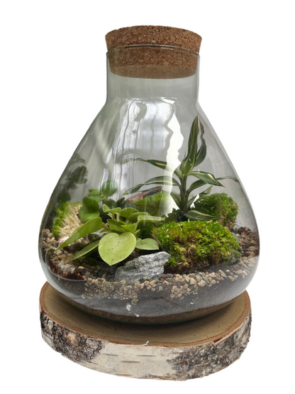 DIY Corked Terrarium Kit (Large)