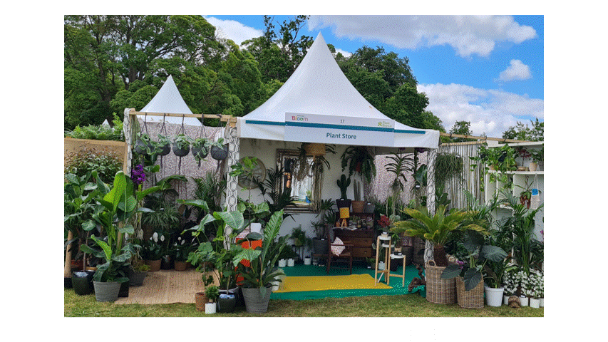 DIY Indoor Plant Jungle Kit (Large)