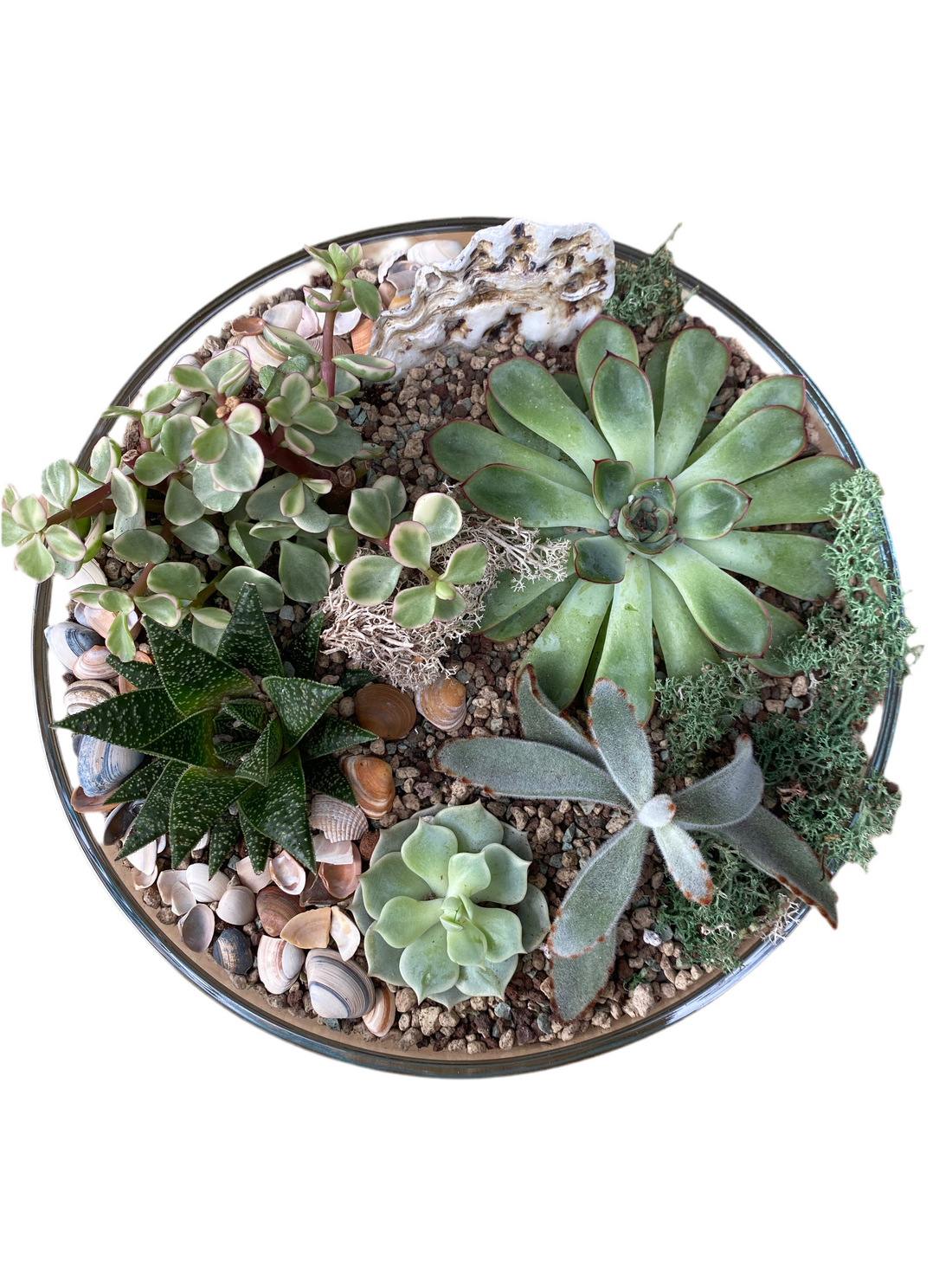 Succulent Terrarium Bowl