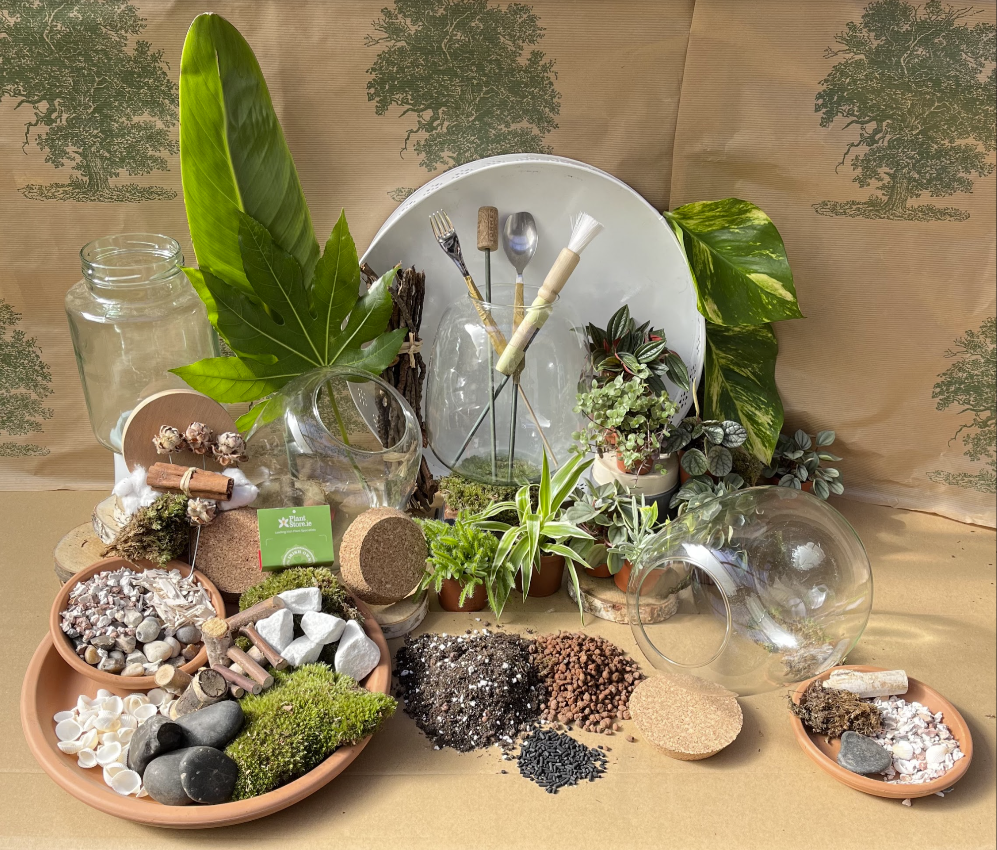 DIY Corked Terrarium Kit (Medium)