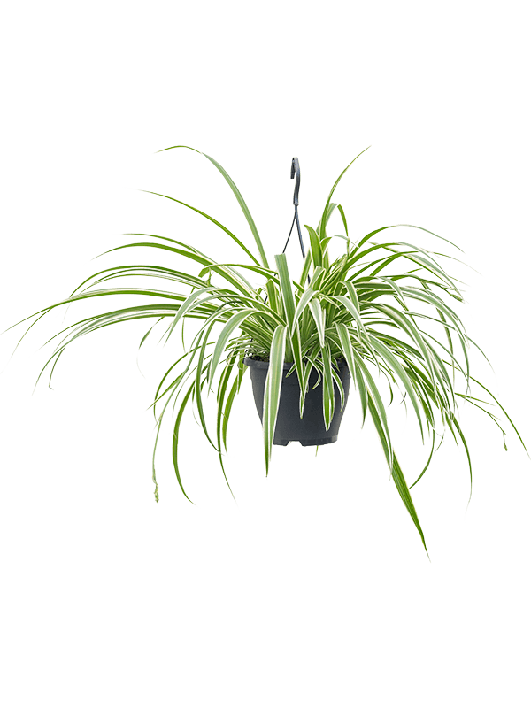 Large Chlorophytum - Spider Plant