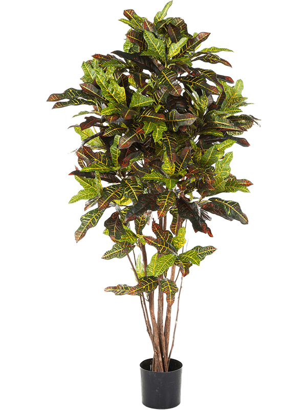 Artificial Croton - 180cm
