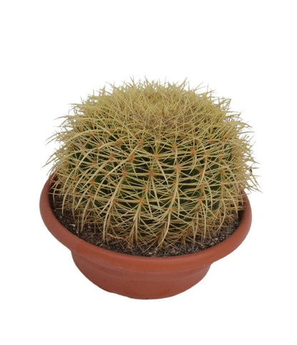 Barrel Cactus- Echinocactus grusonii 30cm