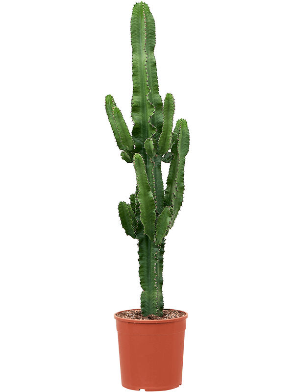 Euphorbia ingens - Cowboy Cactus - 120 - 140cm (Semi Mature) - Plant Store