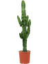 Euphorbia ingens - Cowboy Cactus - 120 - 140cm (Semi Mature) - Plant Store