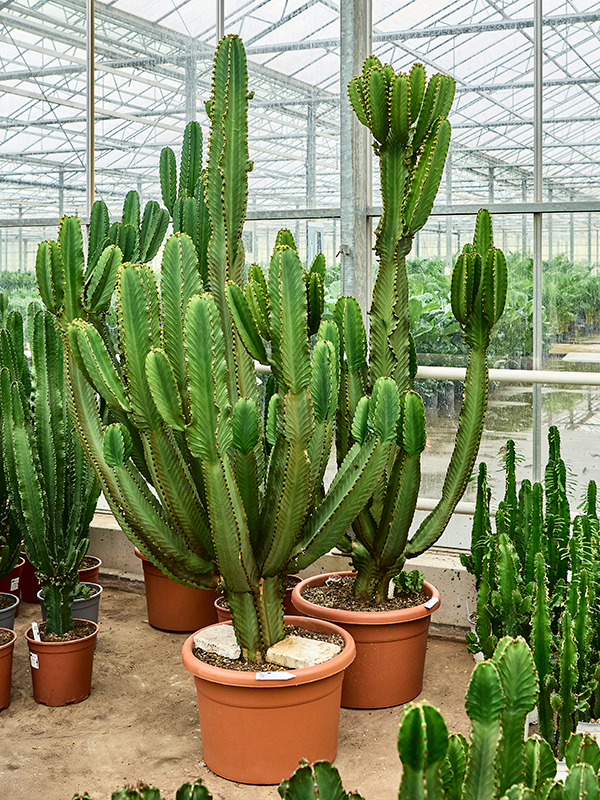Euphorbia ingens - Cowboy Cactus - (Mature Plants) 140/150cm - Two Available - Plant Store