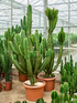 Euphorbia ingens - Cowboy Cactus - (Mature Plants) 140/150cm - Two Available - Plant Store