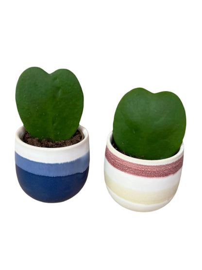 Loveheart Succulent - Hoya Kerrii