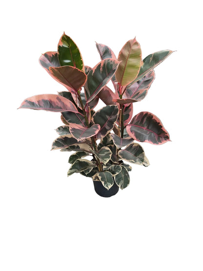 Ficus Elastica Belize