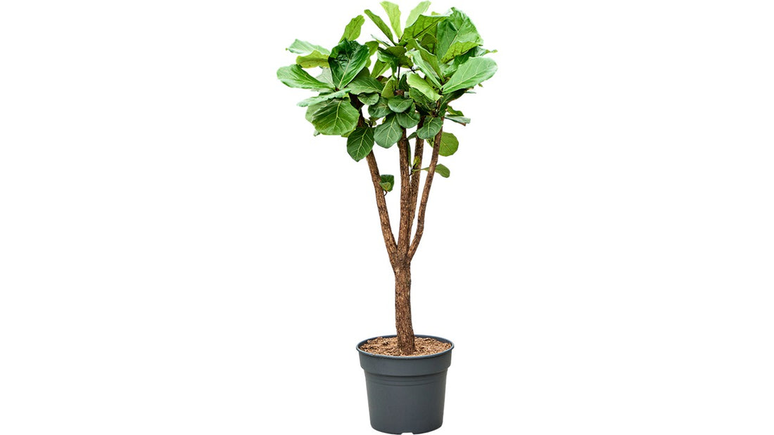 Ficus Lyrata - Fiddle Leaf Fig - 150cm - Mature Specimen - 7yr Old