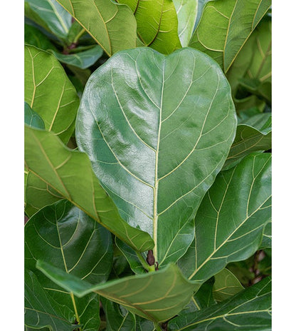 Ficus Lyrata - Fiddle Leaf Fig - 150cm - Mature Specimen - 7yr Old