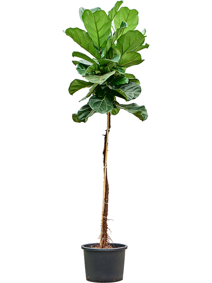Ficus lyrata- Fiddle Leaf Fig- 160cm